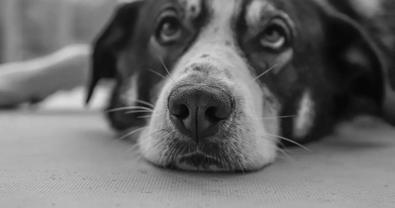 西檬之家字母圈switch是什么意思?如何探索你的双重身份? 一