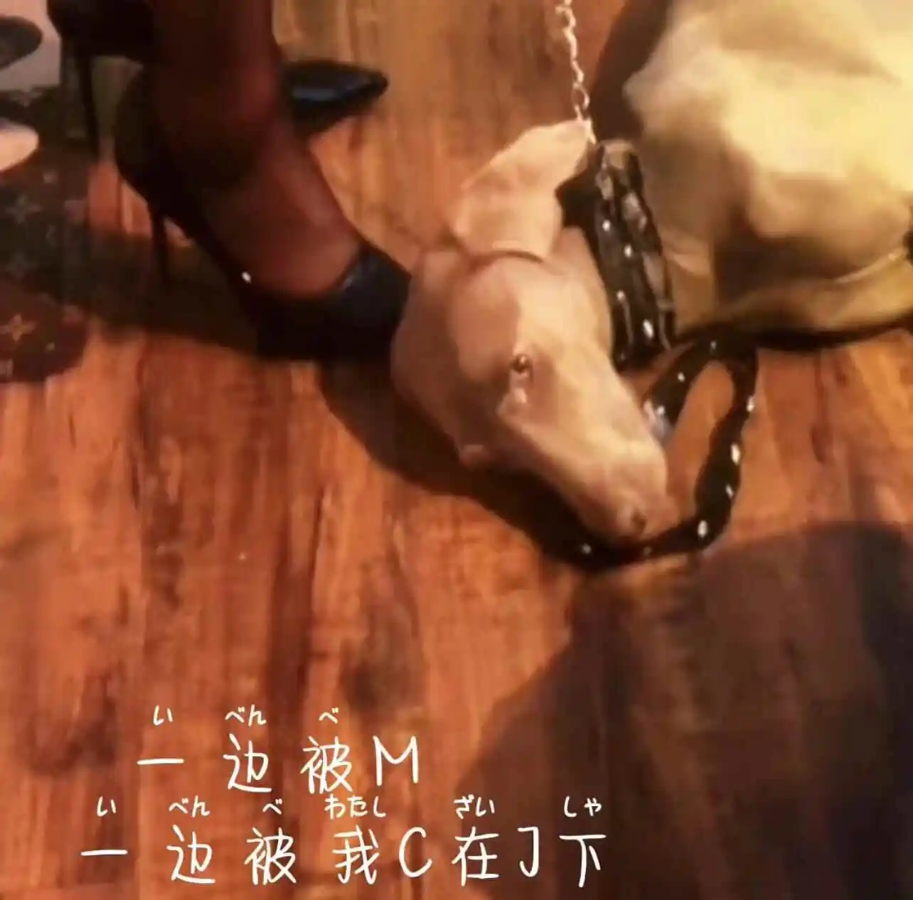 西檬之家字母圈的女王是什么意思? 一